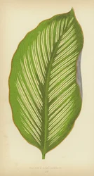 Maranta Alba-Lineata